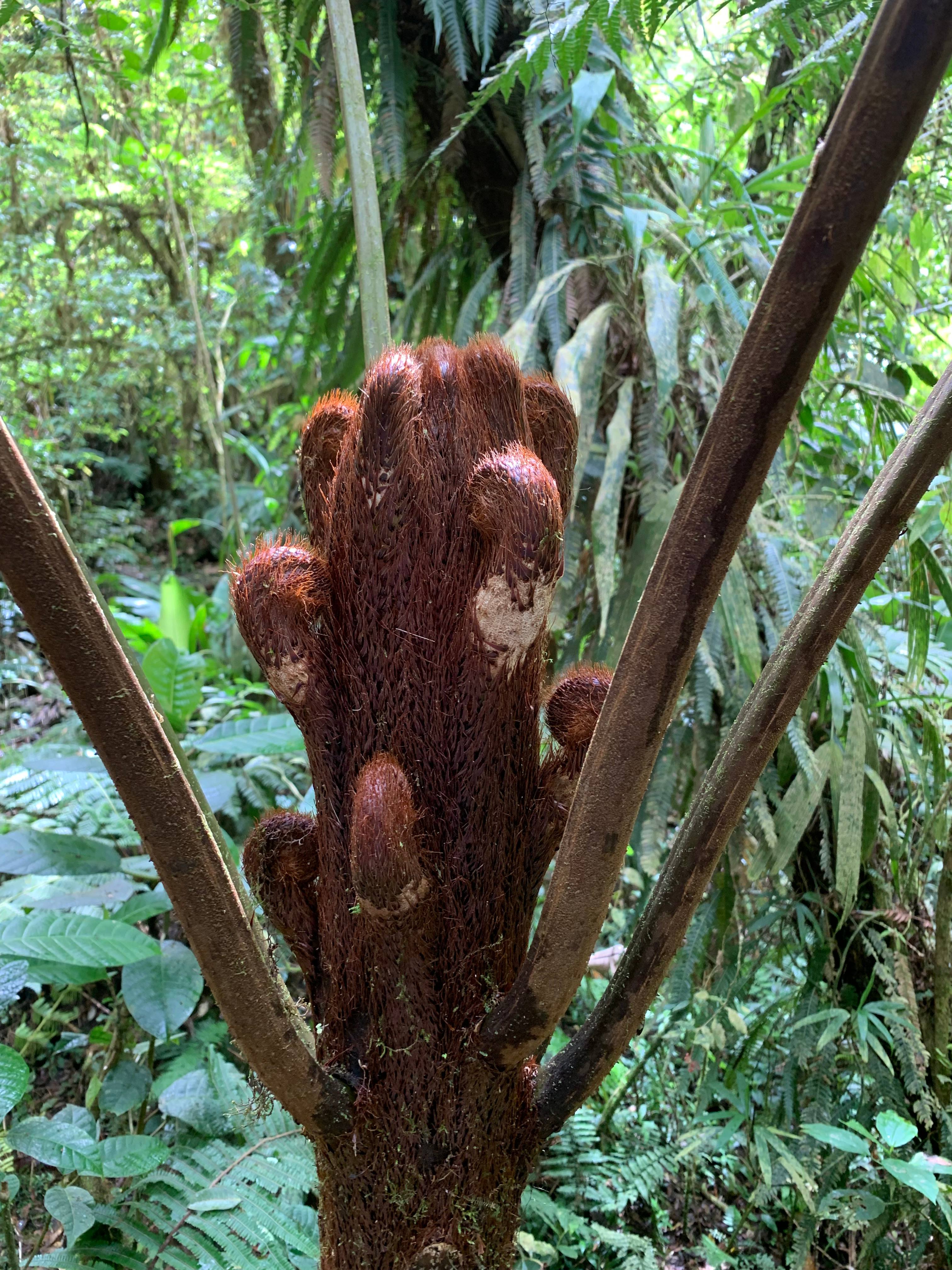 Costa Rica